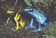 batraciens dendrobates