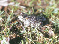 bufo calamita