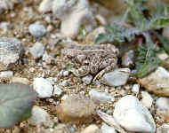 bufo calamita