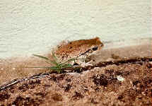 bufo carens