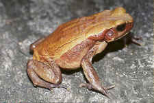 b.guttata.jpg