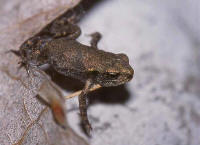 jeune crapaud commun