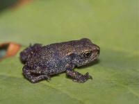 jeune crapaud commun