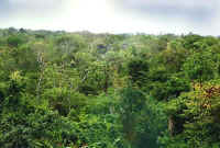 biotope ceratophrys