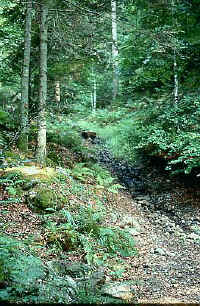 biotope