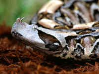 bitis gabonica