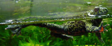Crapaud Bombina orientalis