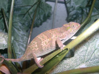 Bradypodion tavetanum