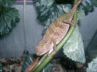 Bradypodion tavetanum