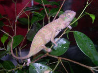 Bradypodion tavetanum
