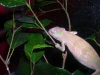 Bradypodion tavetanum
