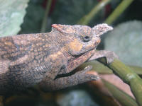 Bradypodion tavetanum