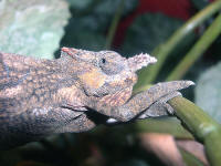 Bradypodion tavetanum