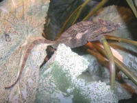 Bradypodion tavetanum