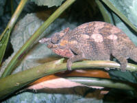 Bradypodion tavetanum