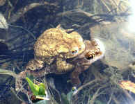 ponte de crapaud bufo bufo