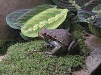 bufo carens male