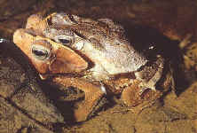 bufo margaritifer
