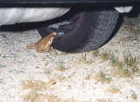 crapaud mort