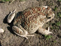 Bufo mauritanicus femelle