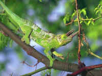 chameleo jacksoni