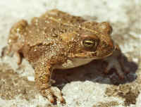 crapaud calamite