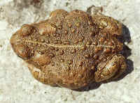 crapaud calamite