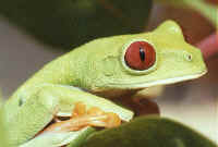 Agalychnis callydrias