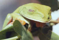 Agalychnis callydrias