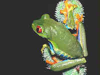 Agalychnis callydrias