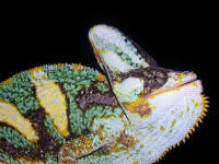 calyptratus (parade)