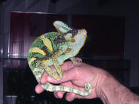 calyptratus (parade)