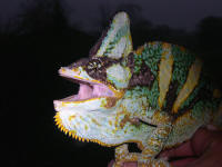 calyptratus (parade)