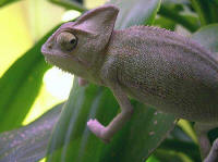 calyptratus jeune