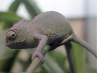 cameleon calyptratus