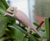cameleon calyptratus
