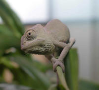 cameleon calyptratus