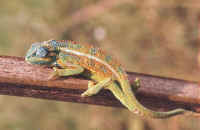 cameleo bitaeniatus