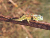 cameleo bitaeniatus