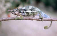 cameleo fischeri