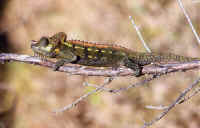 chameleo hoehnelli