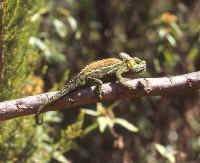 cameleo hoehnelli