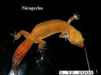 carottail.jpg
