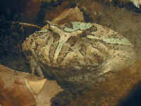 Ceratophrys ornata X cornuta