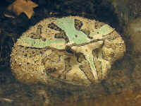 Ceratophrys ornata X cornuta,