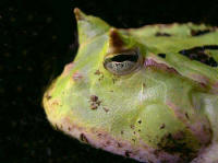 Ceratophrys