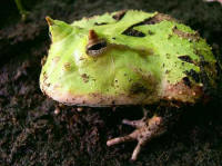 Ceratophrys