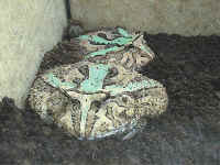 Ceratophrys