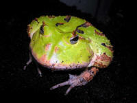 ceratophrys