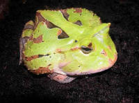 ceratophrys